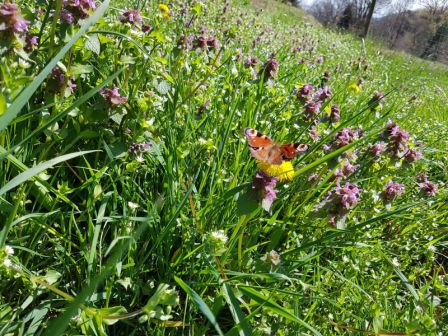 Schmetterlinge in der Naturoase